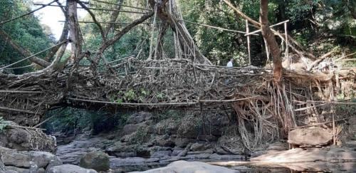 Living Root Bridge near Cherapunji Shillong Meghalaya