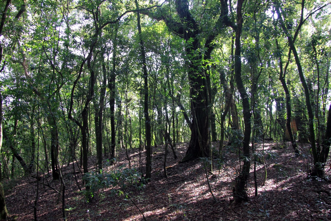 visit to a sacred forest in meghalaya