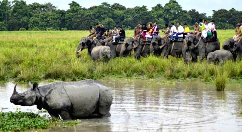 The Famous Kaziranga National Park in Assam Wildlife Sanctuary